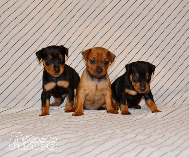 Vendita cucciolo Pinscher da Privato a Cosenza, cani Pinscher in Vendita cuccioli di pinscher
