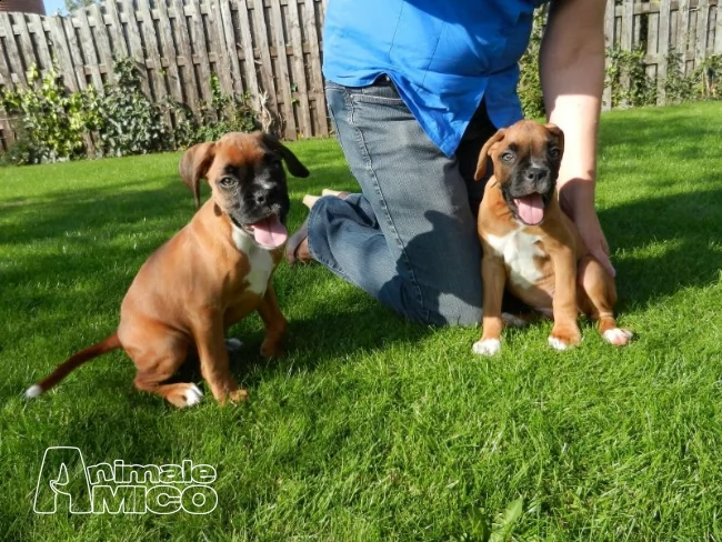 cuccioli di boxer per adozione  maschio e femmina 
