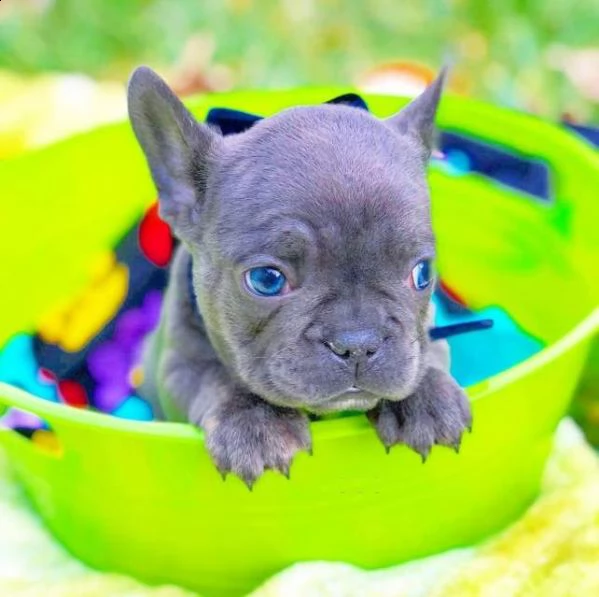 cucciolata di bulldog francese blu