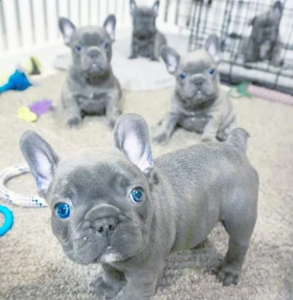  cucciolata di bulldog francesi blu occhi blu 