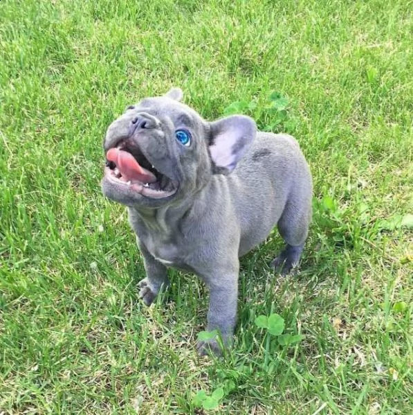  cucciolata di bulldog francesi blu occhi blu  | Foto 2