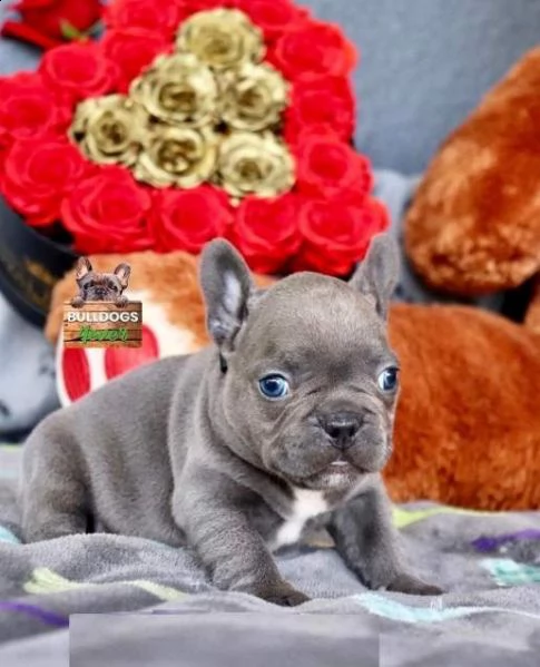  cucciolata di bulldog francesi blu occhi blu  | Foto 1