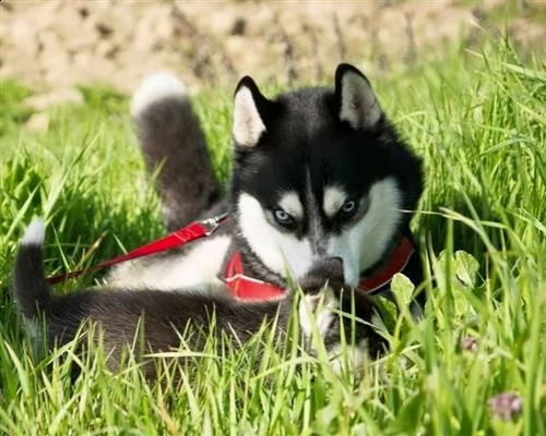 husky siberian maschio cerca siberian femmina  | Foto 0