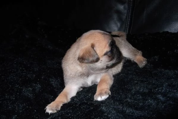 carlino cuccioli | Foto 1