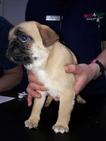 carlino cuccioli | Foto 0