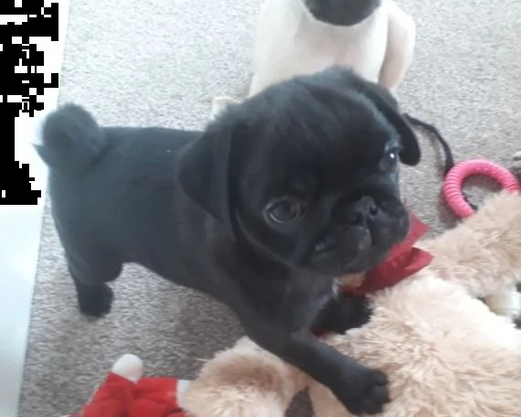 cuccioli italiani di carlino | Foto 2