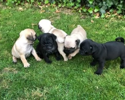 cuccioli italiani di carlino