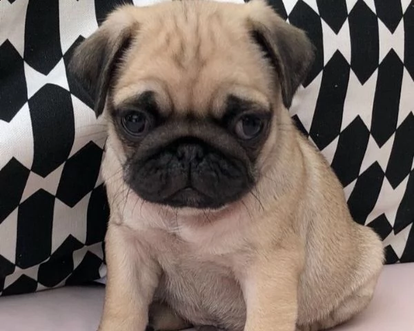 cuccioli italiani di carlino | Foto 0