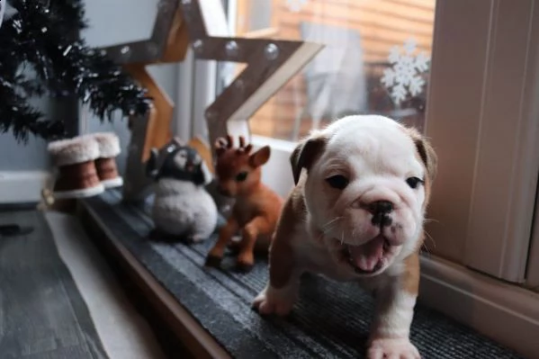 disponiamo splendida cucciolata di bulldog inglese