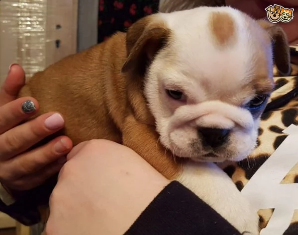 disponiamo splendida cucciolata di bulldog inglese | Foto 2