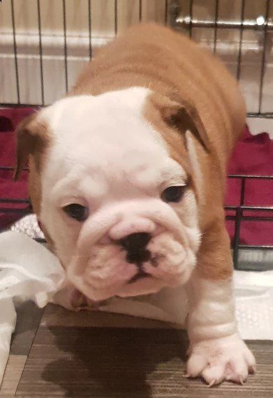 disponiamo splendida cucciolata di bulldog inglese | Foto 0