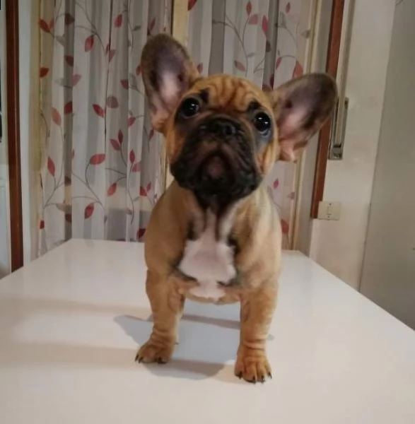  cuccioli di bulldog francese con pedigree enci  | Foto 2