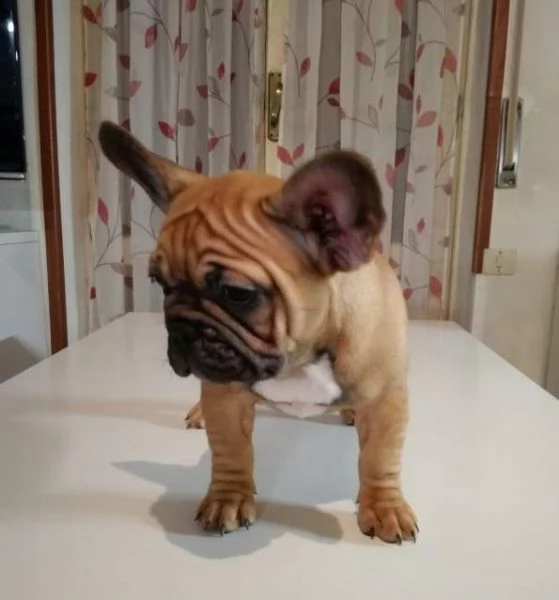  cuccioli di bulldog francese con pedigree enci  | Foto 1