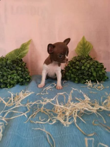  chihuahua maschi e femmine pelo corto e pelo lungo toy  | Foto 2