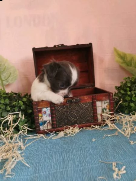  chihuahua maschi e femmine pelo corto e pelo lungo toy  | Foto 1