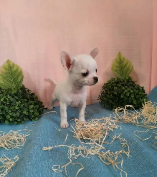  chihuahua maschi e femmine pelo corto e pelo lungo toy 