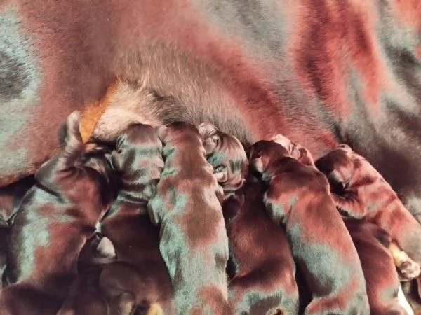 Cuccioli di Dobermann 