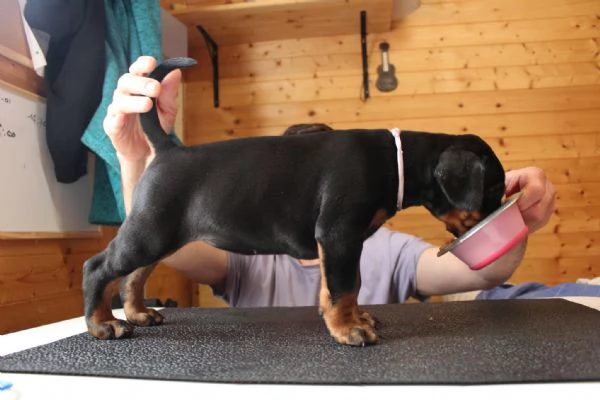 Cuccioli di Dobermann  | Foto 4
