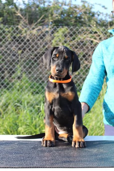 Cuccioli di Dobermann  toscana da allevamento | Foto 3