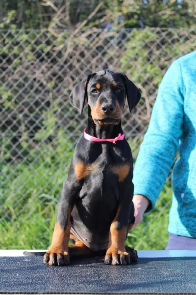 Cuccioli di Dobermann  toscana da allevamento | Foto 2