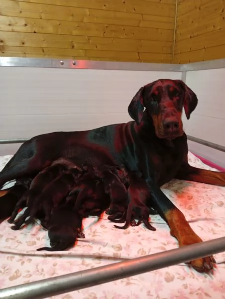 Cuccioli di Dobermann  | Foto 3