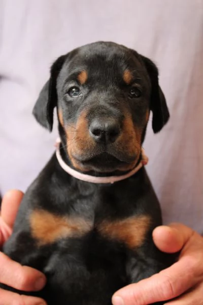 Cuccioli di Dobermann  | Foto 2