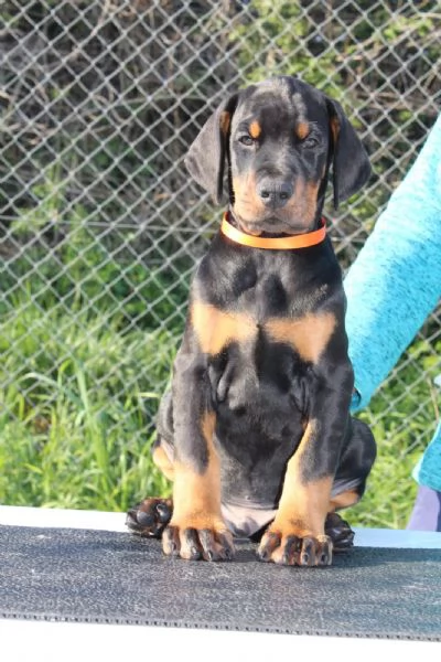 Cuccioli di Dobermann  toscana da allevamento