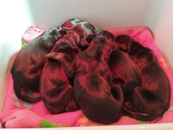 Cuccioli di Dobermann  | Foto 2