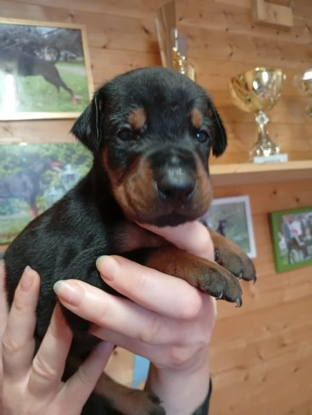 Cuccioli di Dobermann  | Foto 1