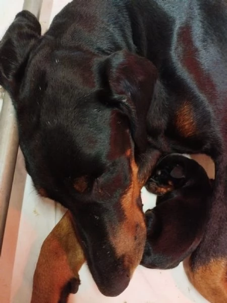 Cuccioli di Dobermann  | Foto 1