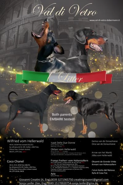 Cuccioli di Dobermann  | Foto 0