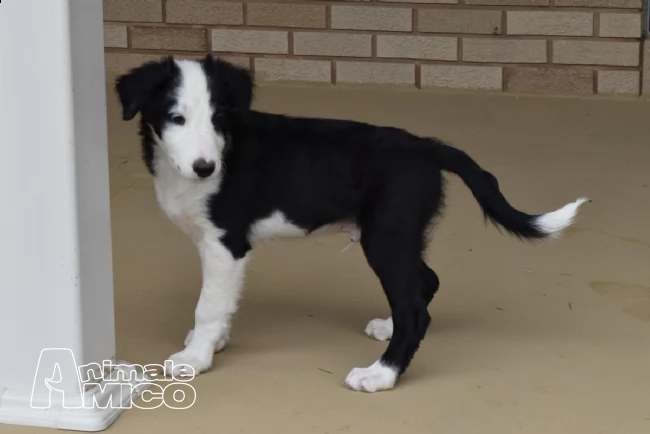 cuccioli border collie alta genealogia | Foto 3