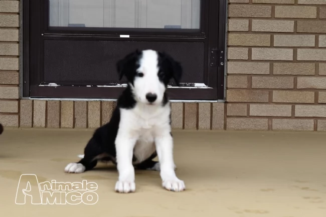 cuccioli border collie alta genealogia | Foto 2