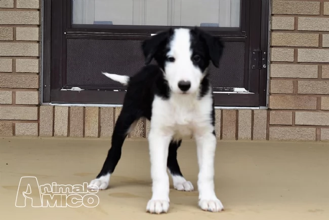 cuccioli border collie alta genealogia