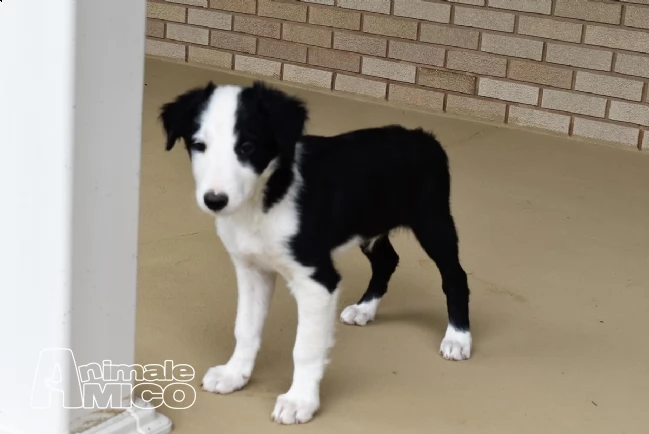 cuccioli border collie alta genealogia | Foto 1