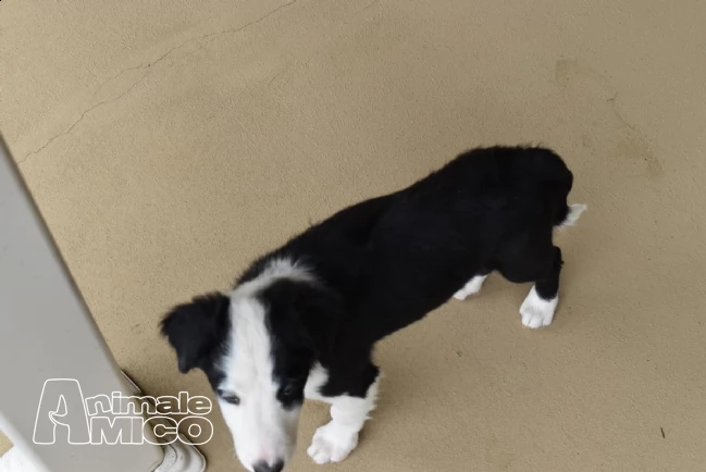 cuccioli border collie alta genealogia | Foto 0