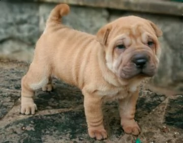 prestigiosi cuccioli sharpei cinesi di 71gg maschio e femmina  | Foto 0