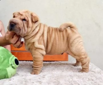 prestigiosi cuccioli sharpei cinesi di 71gg maschio e femmina 