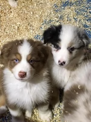 disponibili cuccioli di pastore australiano