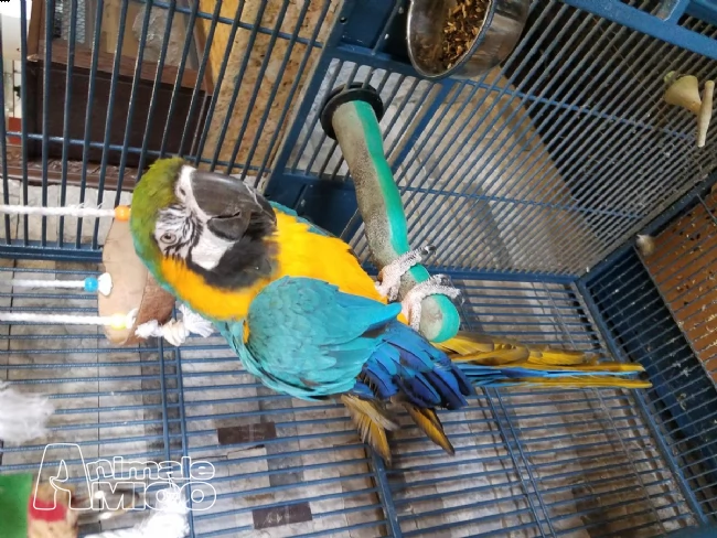 pappagalli ara ararauna maschio e femmina | Foto 1