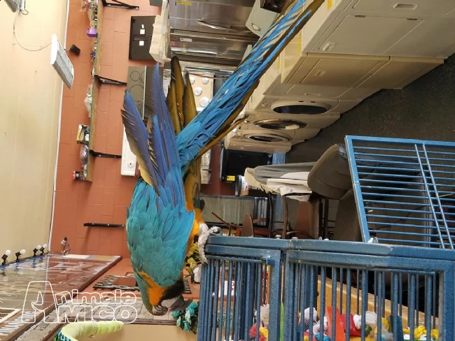 pappagalli ara ararauna maschio e femmina | Foto 0