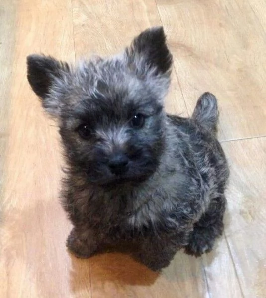 cuccioli di cairn terrier di alta genealogia