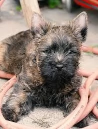 cuccioli di cairn terrier di alta genealogia | Foto 0