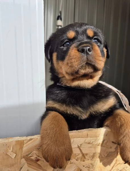Rottweiler  | Foto 1
