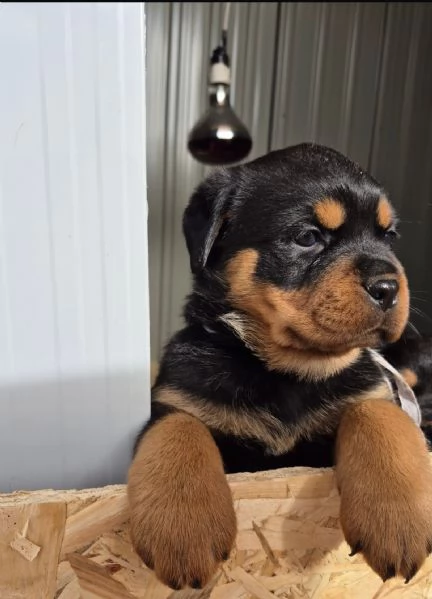 Rottweiler  | Foto 0