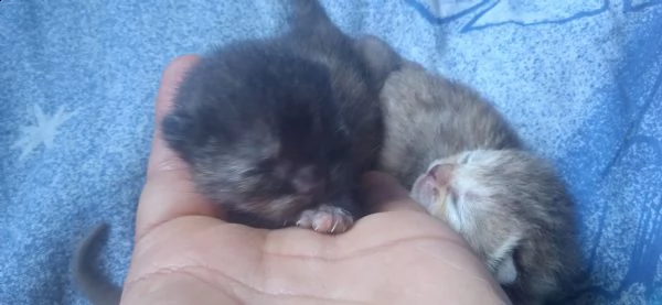 gattini persiani | Foto 0