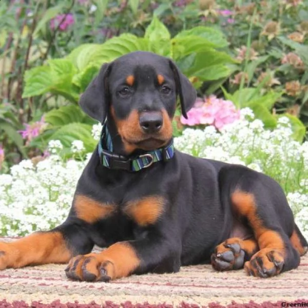 cucciolo di dobermann nero focato maschio e femmina