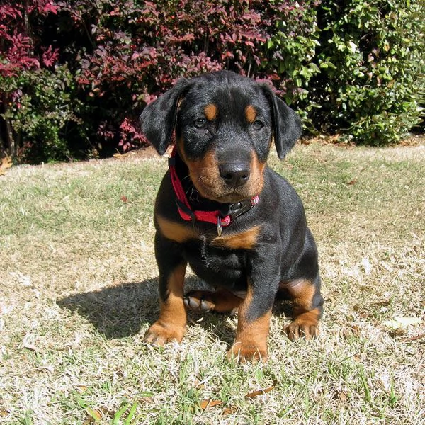 cucciolo di dobermann nero focato maschio e femmina | Foto 0
