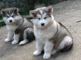 cuccioli di alaskan malamute