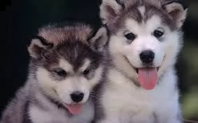 cuccioli di alaskan malamute | Foto 0